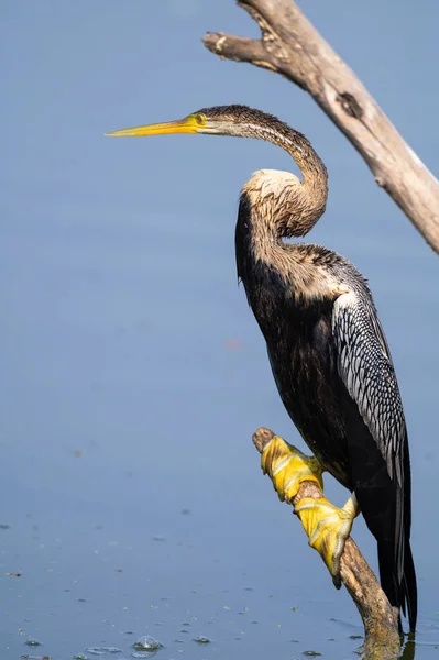 Retrato Dardo Oriental Indiano Que Aquece Sol Parque Nacional Keoladeo — Fotografia de Stock