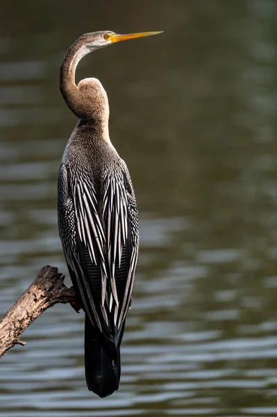 Retrato Dardo Oriental Indiano Que Aquece Sol Parque Nacional Keoladeo — Fotografia de Stock