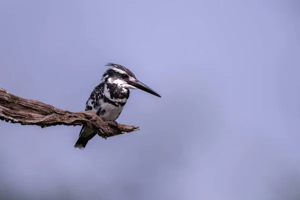 Πουλί Pied Kingfisher Ceryle Rudis — Φωτογραφία Αρχείου