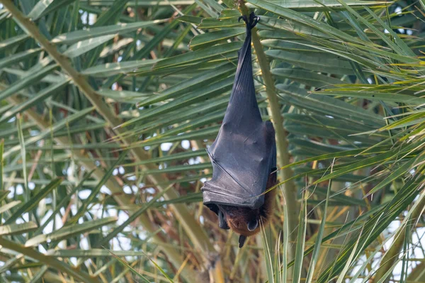 Kleine Vleermuis Het Wild Natuur — Stockfoto