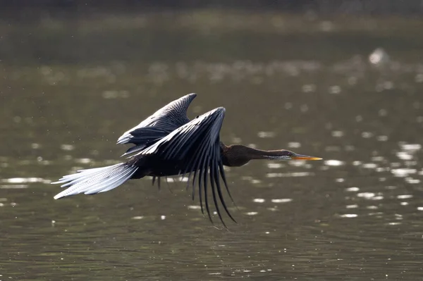 Keoladeo ghana Milli Parkı 'nda güneşlenirken ya da Bharatpur Kuş Sığınağı Bharatpur Rajasthan Hindistan - anhinga melanogaster