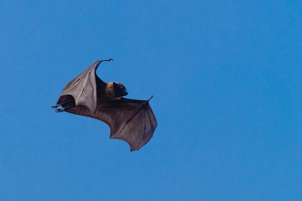 Murciélago Pequeño Salvaje Naturaleza — Foto de Stock