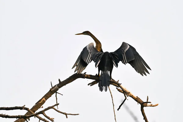 Retrato Darter Oriental Darter Indio Tomando Sol Parque Nacional Keoladeo —  Fotos de Stock