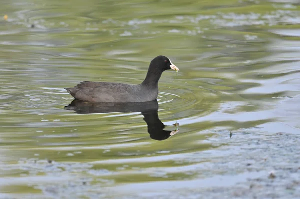 Kormorany Indyjskie Lub Indyjskie Phalacrocorax Fuscicollis — Zdjęcie stockowe