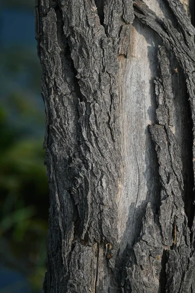 Крупним Планом Кору Дерева Дерев Яній Поверхні Природний Фон — стокове фото