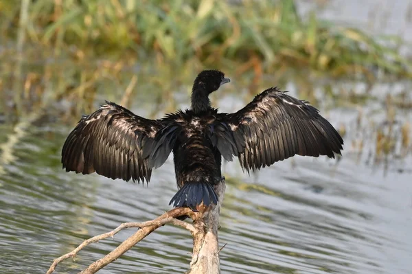 Cormoran Indien Phalacrocorax Fuscicollis — Photo