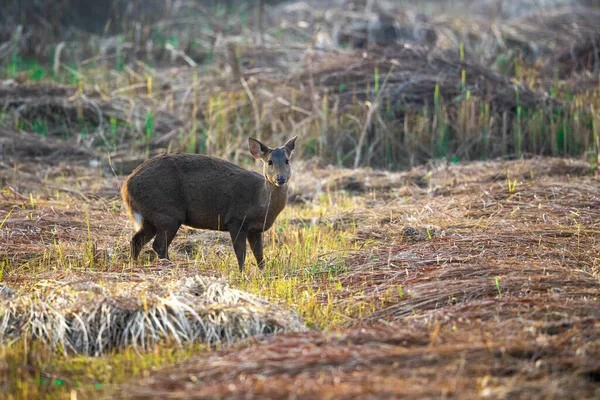 Nahaufnahme Eines Wilden Tieres Wald — Stockfoto