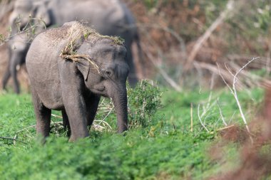 Jim Corbett Ulusal Parkı fili, Hindistan