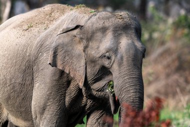 Jim Corbett Ulusal Parkı fili, Hindistan