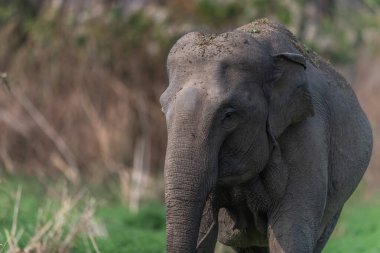 Jim Corbett Ulusal Parkı fili, Hindistan
