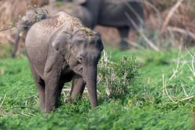 Jim Corbett Ulusal Parkı fili, Hindistan