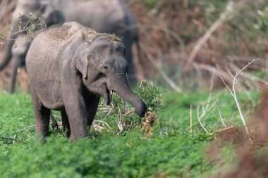 Jim Corbett Ulusal Parkı fili, Hindistan