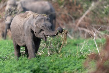 Jim Corbett Ulusal Parkı fili, Hindistan