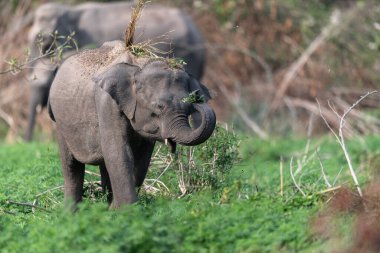 Jim Corbett Ulusal Parkı fili, Hindistan