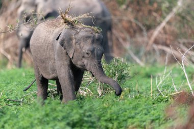 Jim Corbett Ulusal Parkı fili, Hindistan