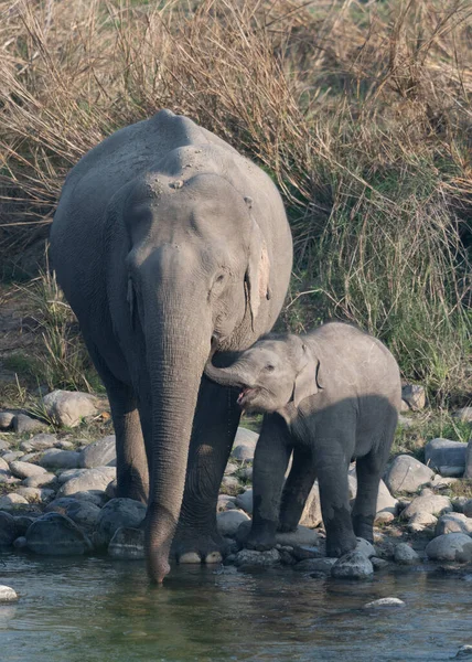 Jim Corbett Ulusal Parkı fili, Hindistan
