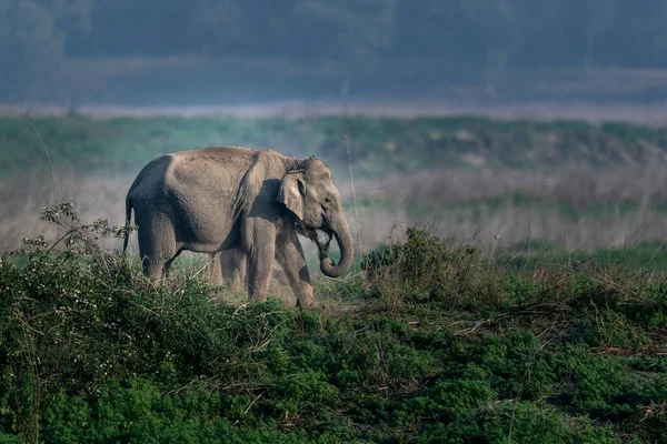 Jim Corbett Ulusal Parkı fili, Hindistan