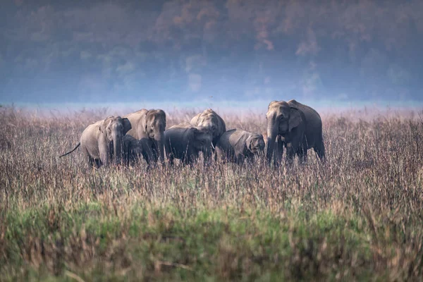 Hindistan Jim Corbett Ulusal Parkı 'nda Hint Fil Sürüsü