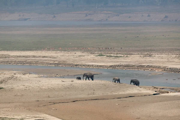 Fil ailesi Jim Corbett Ulusal Parkı 'nda Ramganga Nehri' ni geçiyor.