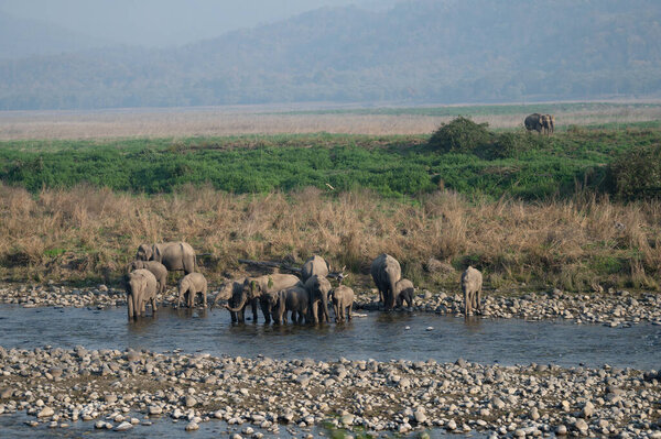 Elephants family crossing Ramganga river in Jim Corbett National Park, India