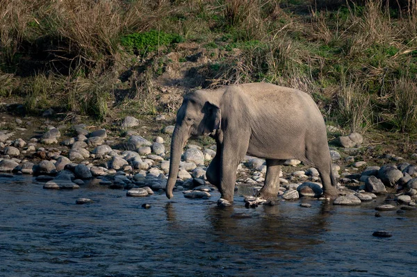 Fil ailesi Jim Corbett Ulusal Parkı 'nda Ramganga Nehri' ni geçiyor.