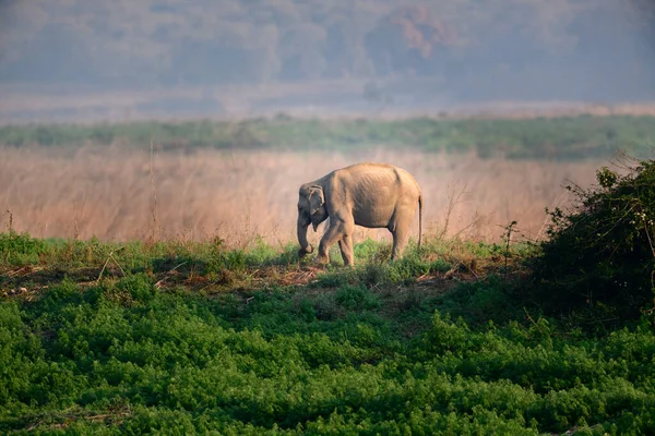 Indiase Olifant Kudde Jim Corbett National Park India — Stockfoto