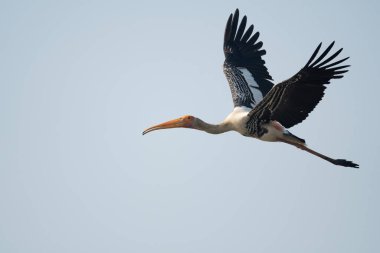 Gökyüzünde uçan boyalı leylek