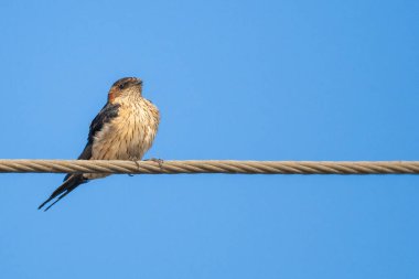 Kuş mavi gökyüzü arka planında bir kabloya tünemiş.