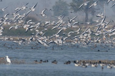 Gölde kuş sürüsü