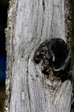 Büyük bir odun parçasıyla eski bir ağaç gövdesi