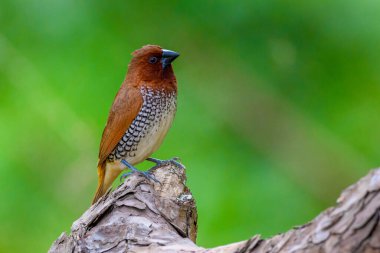 Bir kuş pullu yakın plan - göğüslü munia lonchura punctulata
