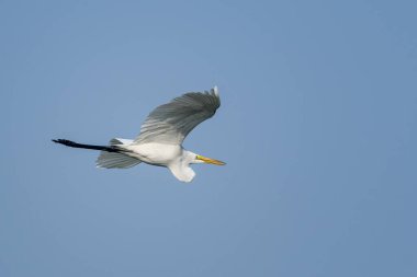 Gökyüzünde uçan beyaz pelikan