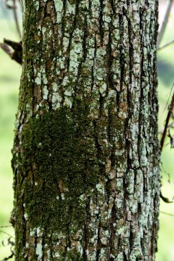 ağaç kabuğu dokusu, arkaplan