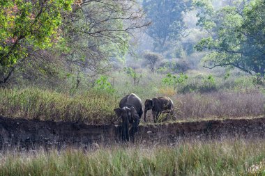 Doğadaki Hint Fil Ailesi