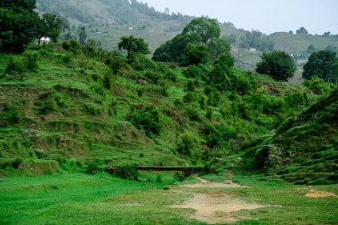 Yeşil orman, Asya manzarası