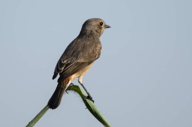 Yaprağın üzerine tünemiş kahverengi kuş.