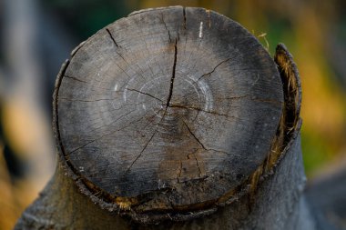 Doğal desenli eski ahşap doku.