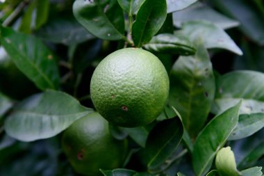 Bahçede yaprakları olan yeşil ağaç.