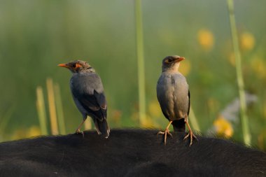 Hindistan Bankası Myna kuşları