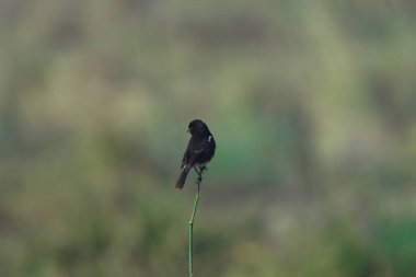 Yeşil arka planda bir kuş