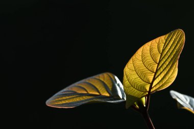 Siyah arkaplanda yeşil yapraklar