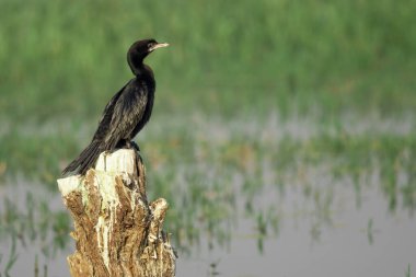 Kara balıkçıl bir dalda