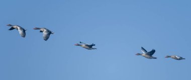 Gökyüzünde uçan kaz sürüsü