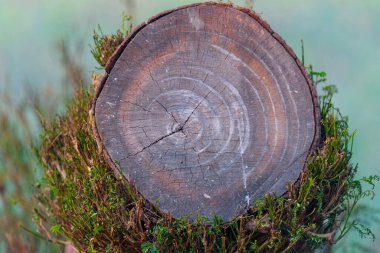 Ağaç kütüğünü yeşil yosunla kes