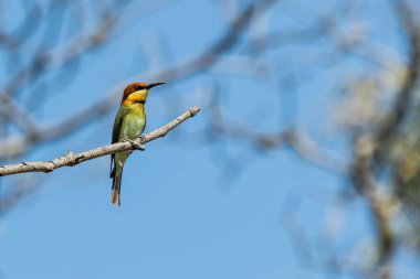 Bee eater perching on branch clipart