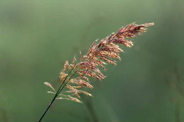 Ormanda yeşil çimenler