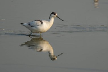 Kılıçgaga kuş ayakta su