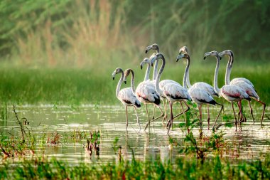 Büyük flamingolar, büyük pembe su kuşları.