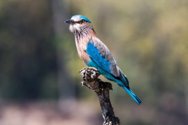 Ağaç dalında Hint silindiri