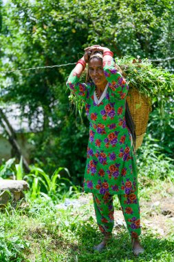 İşteki Bir Kadın, Pithoragarh Halkı, Uttrakhand, Hindistan Fotoğraf Tarihi 17 Haziran 2018